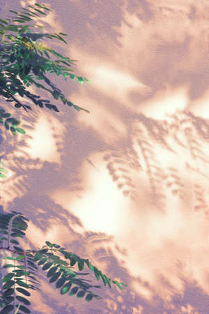 Pink-purple shadow from graceful leaves on a white concrete wall. Romantic light effect from low sun.の写真素材