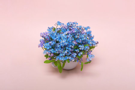 Bouquet of forget-me-nots in a white cup on a pink background, isolatedの写真素材
