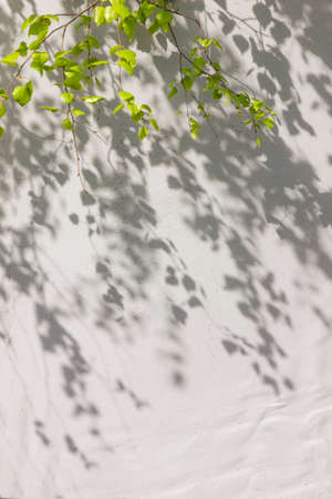 Gray shadow of natural leaves birch tree and tree trunk falling on white concrete wall for background design and wallpaperの写真素材