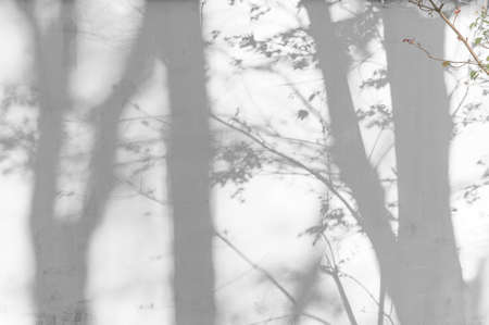 Sunlight and shadows on the wall from the branches of trees