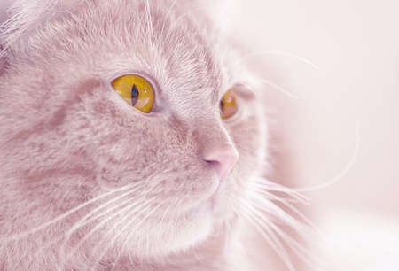 Fluffy pink cat close up, perfect background for your designの写真素材