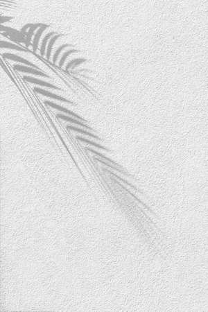 Shadows from the leaves of tropical trees on a white wallの写真素材