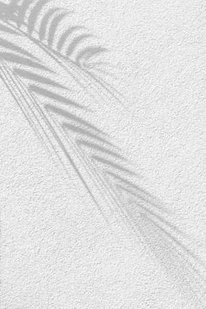 Shadows from the leaves of tropical trees on a white wall