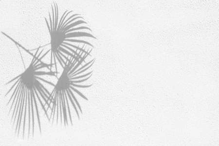 Shadows from the leaves of tropical trees on a white wallの写真素材