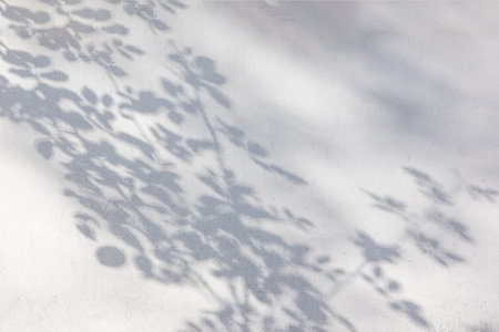 trees branch and leaf with shadow on a white concrete wall.