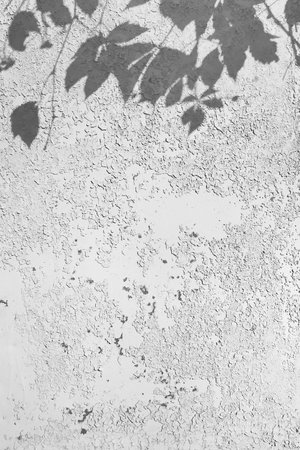 Vine leaf silhouettes on a gray wall background. Shadow and light.の写真素材