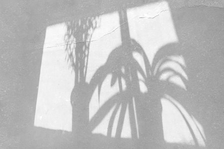 Decorative shadows on a light gray wall. The play of shadows on the wall from the window on a sunny day.の写真素材