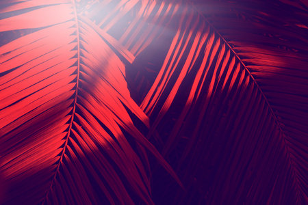 Red palm leaves with sun glare. Rich background for your products.の写真素材