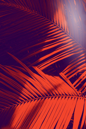 Red palm leaves with sun glare. Rich background for your products.の写真素材