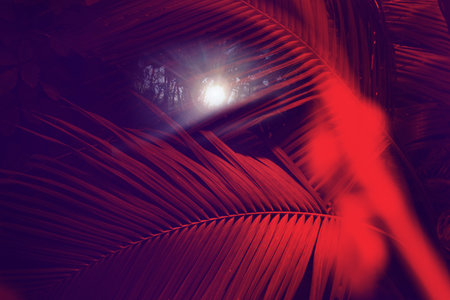 Red palm leaves with sun glare. Rich background for your products.の写真素材