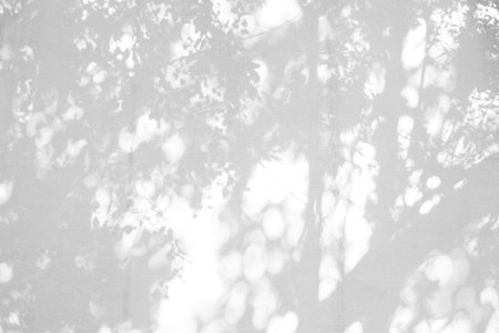 Gray shadow of natural leaves tree and tree trunk falling on white concrete wall for background design and wallpaperの写真素材