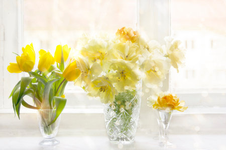 Yellow tulips in three vases on a white windowsill illuminated by the spring sun.の写真素材