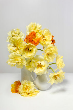 Yellow and orange hybrid tulips in a white vase on a white table against a white wall.の写真素材