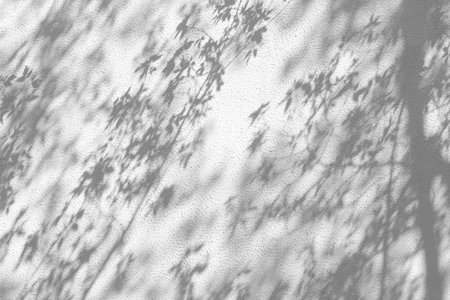 trees branch and leaf with shadow on a white concrete wall.の写真素材