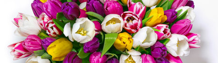 Big bouquet of colorful multi-colored tulips isolated on white background. holiday, spring.の写真素材