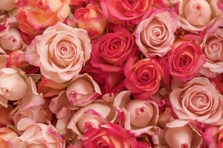 Background of pink and red roses, wallpaper for your holiday.の写真素材