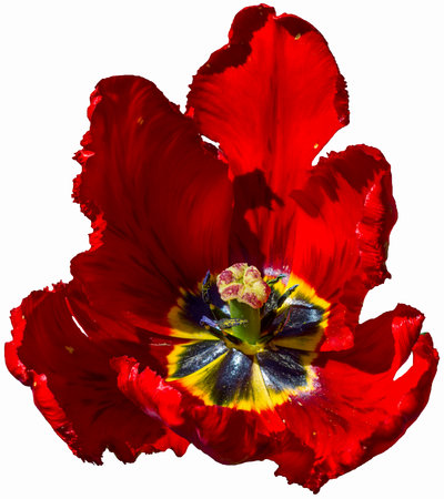 Big red tulip isolated on white background Spring and holiday conceptの写真素材