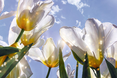 White blooming tulips against the blue sky. Photographed against the sun.の写真素材