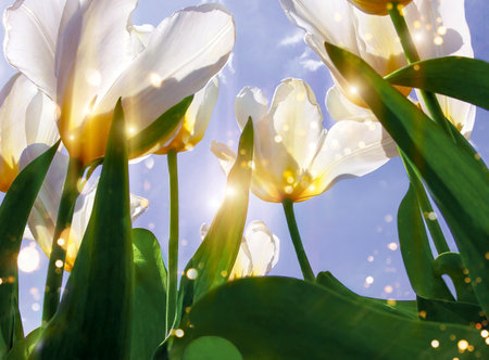 <p>White blooming tulips against the blue sky. Photographed against the sun.</p>の写真素材