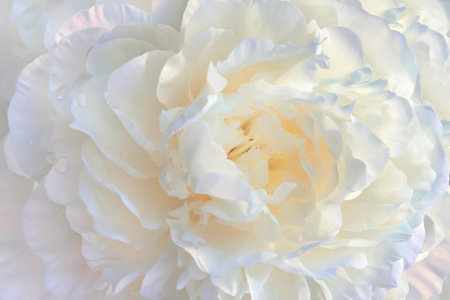 Large white peony, light background for your designの写真素材