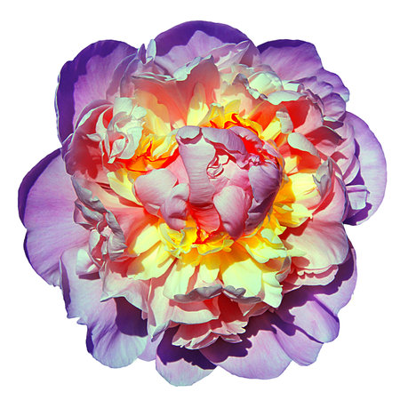 Pink-yellow peony isolated on white background.の写真素材
