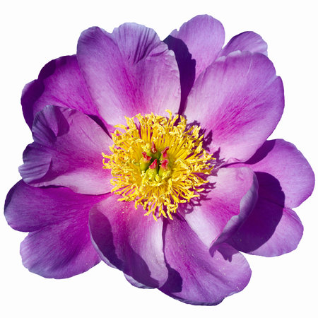 Pink-yellow peony isolated on white background.の写真素材