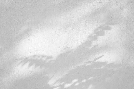 Acacia tree branch and leaves with shadow on a white concrete wall.の写真素材