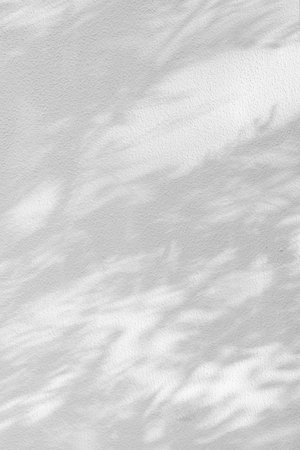 Acacia tree branch and leaves with shadow on a white concrete wall.の写真素材