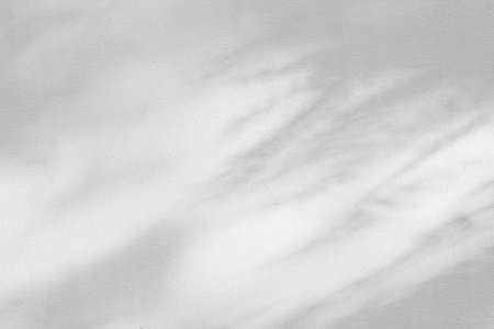 Acacia tree branch and leaves with shadow on a white concrete wall.の写真素材