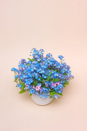 Blue forget-me-nots in a white vase on a pink background isolated, a blue bouquet for the holiday.の写真素材