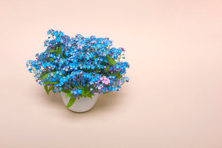 Blue forget-me-nots in a white vase on a pink background isolated, a blue bouquet for the holiday.の写真素材