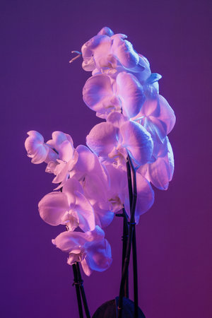 A branch of orchid flowers on a dark magenta background in neon light.の写真素材