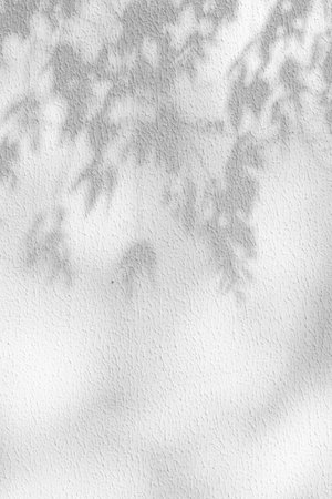 trees branch and leaf with shadow on a white concrete wall. leaf pattern. Blurred background.の写真素材