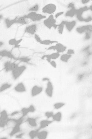 trees branch and leaf with shadow on a white concrete wall. leaf pattern. Blurred background.の写真素材