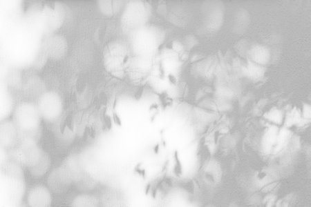 trees branch and leaf with shadow on a white concrete wall. leaf pattern. Blurred background.の写真素材