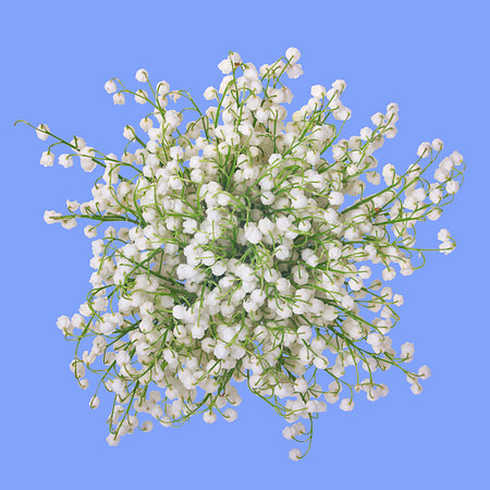 Bouquet of white fragrant lilies of the valley isolated on a blue background, isolated.の写真素材
