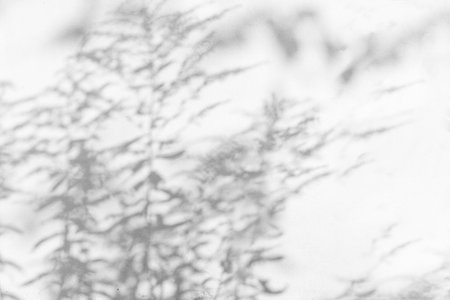 trees branch and leaf with shadow on a white concrete wall.の写真素材