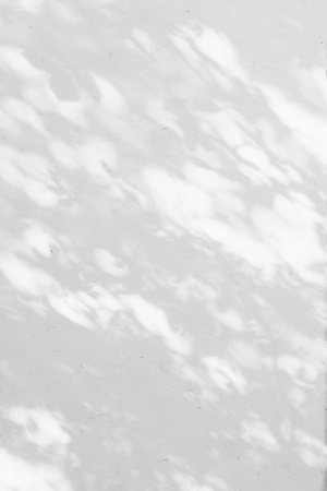 trees branch and leaf with shadow on a white concrete wall.の写真素材