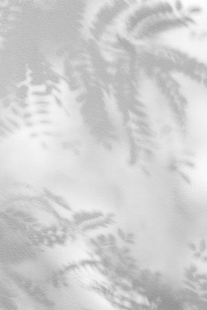 The shadow of acacia leaves on the wall, on a sunny day.の写真素材