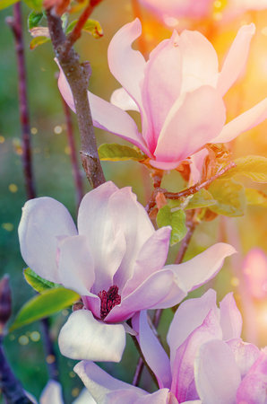Magnolia blooms under the sun, pink and purple tones at sunrise or sunset.の写真素材