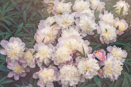 Bush of blooming white peonies with numerous flowers, side view, background.の写真素材