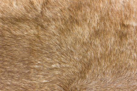 Background from brown red deerskin. The skin of a short-haired red artiodactylの写真素材