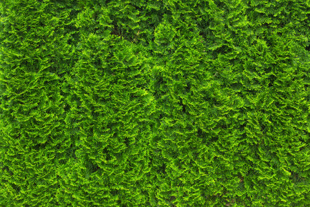 Background from green thuja tree. Green branches of thuja tree texture background, full frame.の写真素材