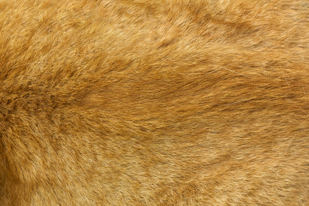 Red background, fur background, background from shorthair red animal, cat, dog.の写真素材
