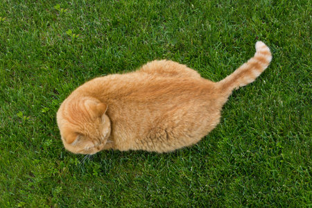 Red cat lies on the lawn, on the green grass top view.の写真素材