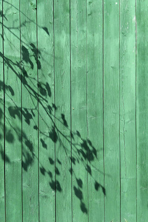 Leaf shadows on the background of an old wooden fence painted with green paint..の写真素材