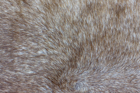 Background from gray deerskin. Skin of a short-haired grey-hoofed animalの写真素材