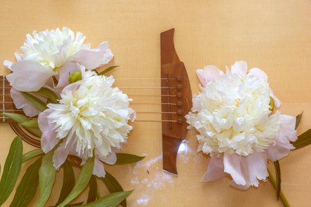 Three delicate white peonies lie on the sound box of the guitar. Romantic music background for advertising.の写真素材