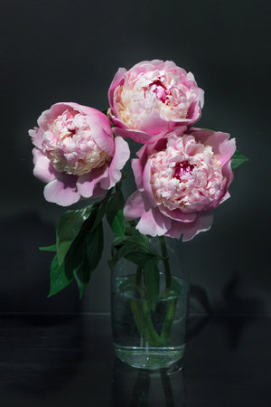 Exquisite Magical beautiful peonies stand in a bouquet in a vase on a tableの写真素材