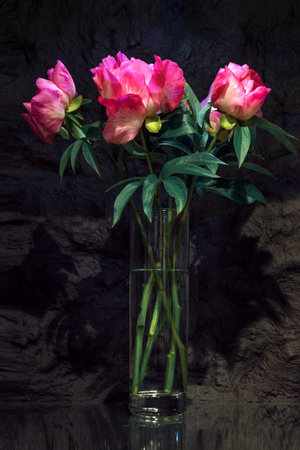 Exquisite Magical beautiful peonies stand in a bouquet in a vase on a tableの写真素材